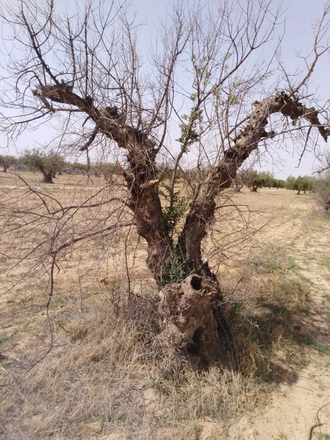 شجرة زيتون متضررة