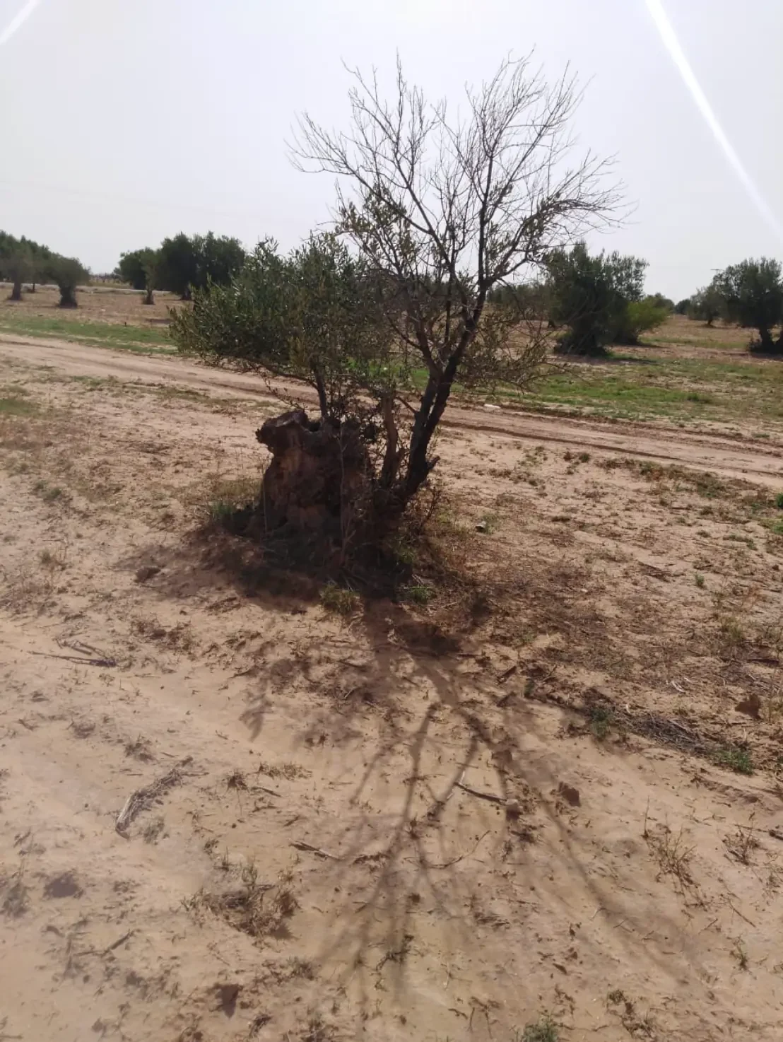شجرة متضررة مع نمو جزئي